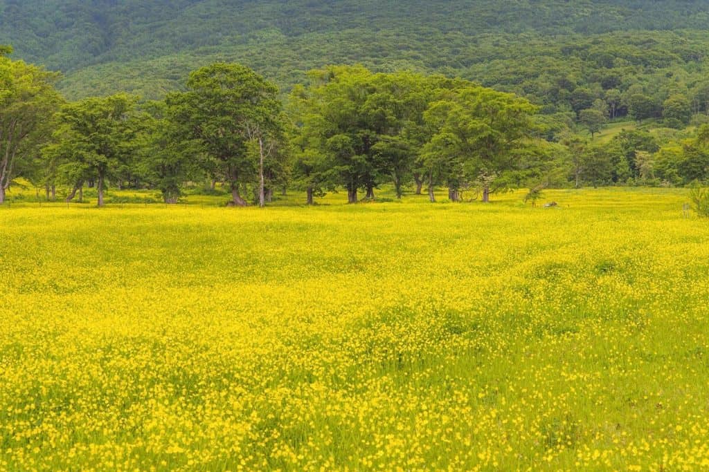 sasagamine spring fields