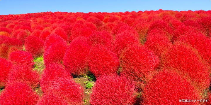 kochia