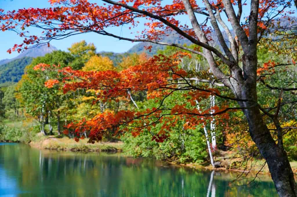 Sasagamine Autumn